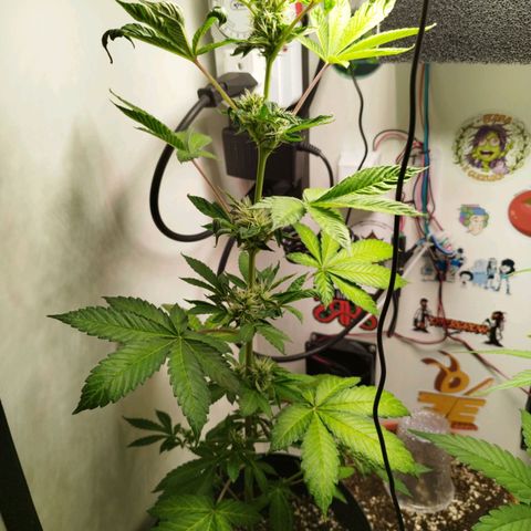 Gorilla Kush #1 growlog timeline photo