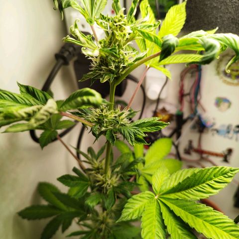 Gorilla Kush #1 growlog timeline photo