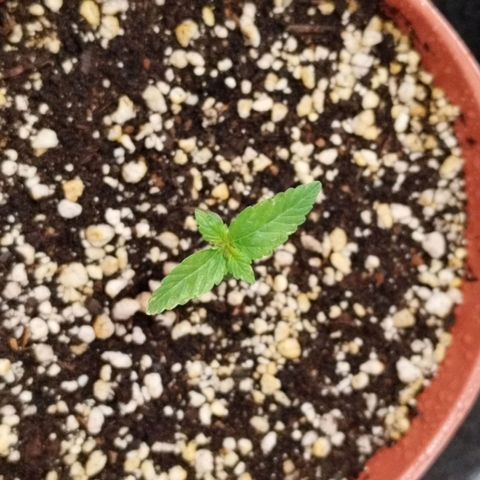 Blueberry Mazar Auto  growlog timeline photo