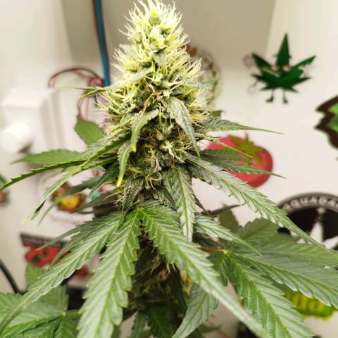 Gorilla Kush #2 growlog timeline photo