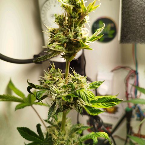 Gorilla Kush #1 growlog timeline photo