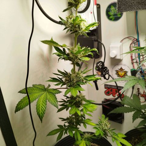 Gorilla Kush #1 growlog timeline photo