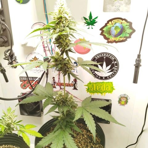 Gorilla Kush #2 growlog timeline photo