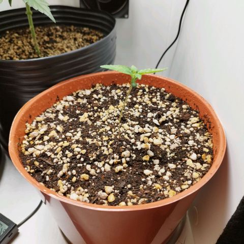 Blueberry Mazar Auto  growlog timeline photo