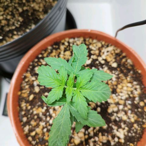 Blueberry Mazar Auto  growlog timeline photo