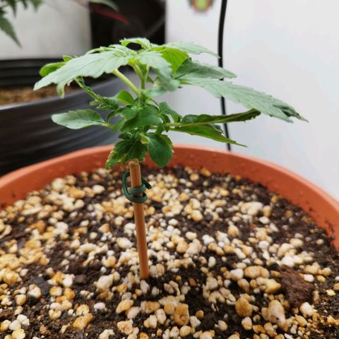 Blueberry Mazar Auto  growlog timeline photo