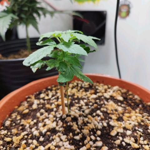 Blueberry Mazar Auto  growlog timeline photo