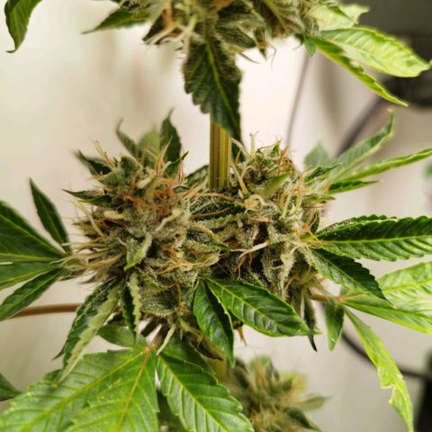 Gorilla Kush #1 growlog timeline photo