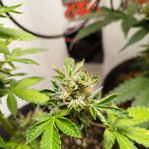Gorilla Kush #1 growlog timeline photo