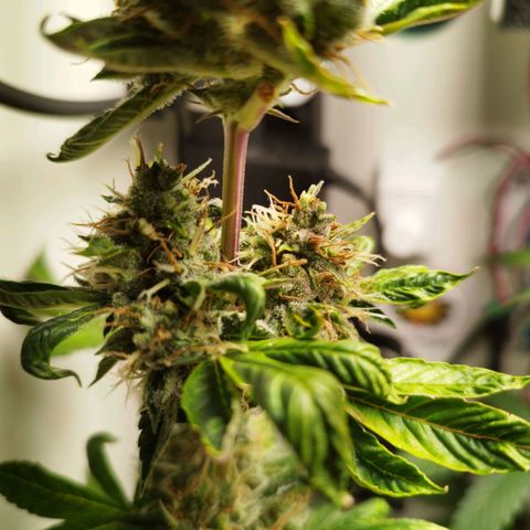 Gorilla Kush #1 growlog timeline photo