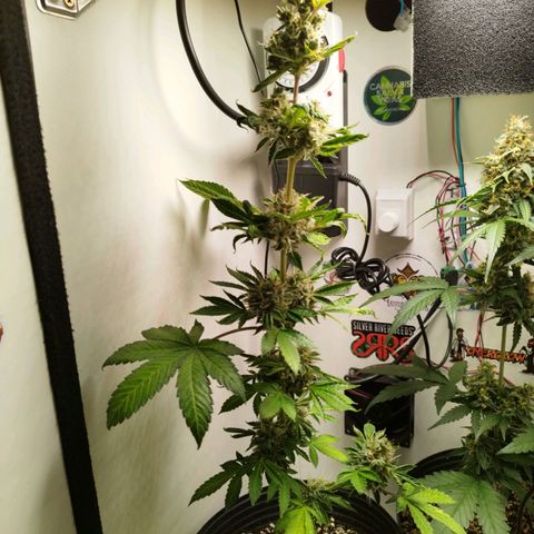 Gorilla Kush #1 growlog timeline photo