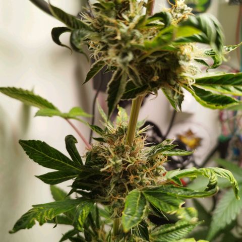 Gorilla Kush #1 growlog timeline photo