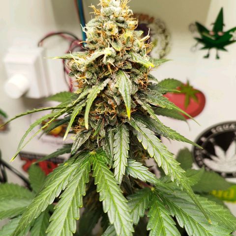 Gorilla Kush #2 growlog timeline photo