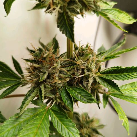 Gorilla Kush #1 growlog timeline photo