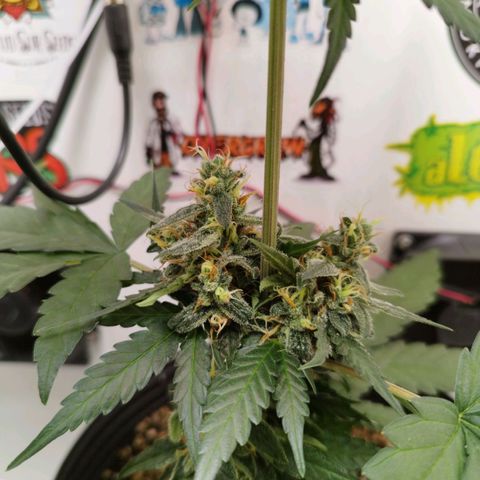 Gorilla Kush #2 growlog timeline photo