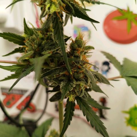 Gorilla Kush #2 growlog timeline photo