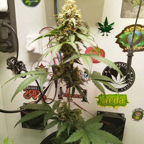 Gorilla Kush #2 growlog timeline photo