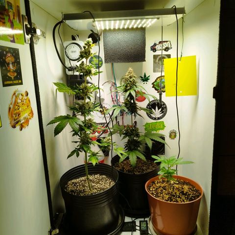 Gorilla Kush #2 growlog timeline photo
