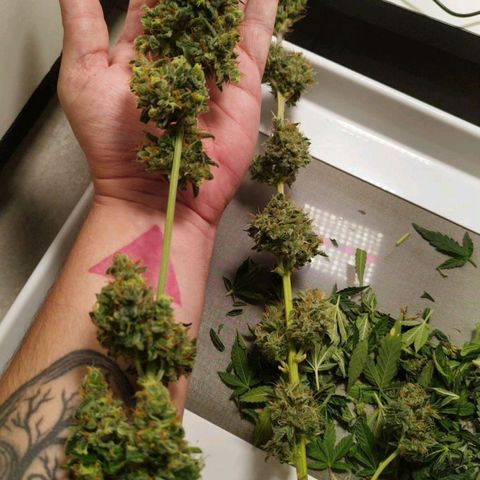 Gorilla Kush #2 growlog timeline photo