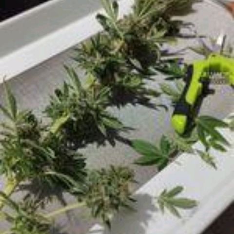 Gorilla Kush #1 growlog timeline photo