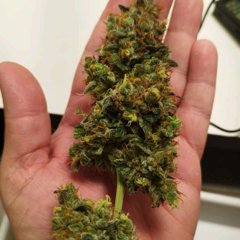 Gorilla Kush #2 growlog timeline photo