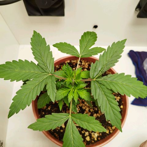 Blueberry Mazar Auto  growlog timeline photo