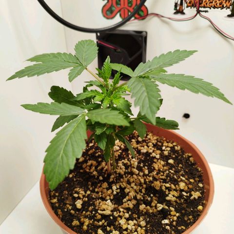 Blueberry Mazar Auto  growlog timeline photo