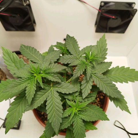Blueberry Mazar Auto  growlog timeline photo
