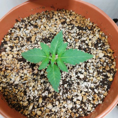 Gorilla Kush #3 growlog timeline photo