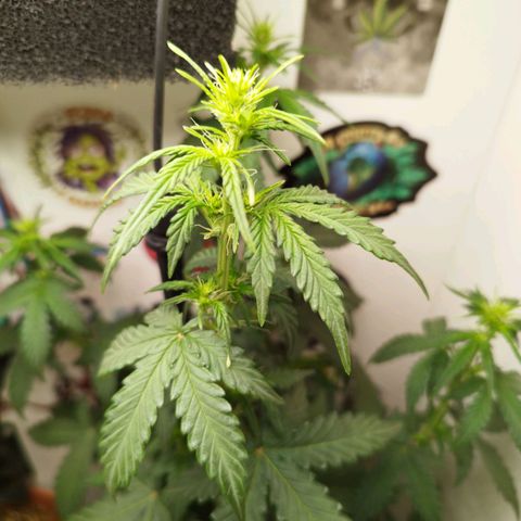Blueberry Mazar Auto  growlog timeline photo