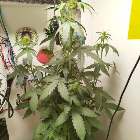 Blueberry Mazar Auto  growlog timeline photo