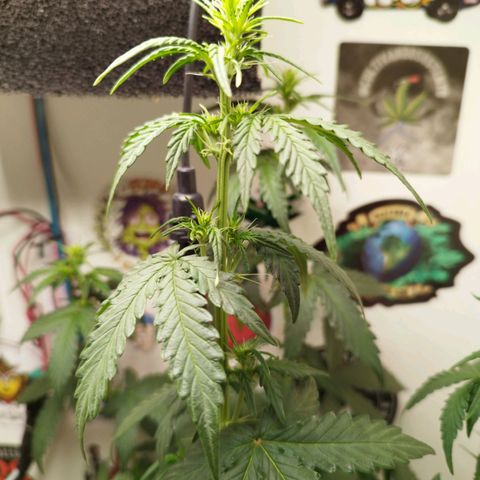 Blueberry Mazar Auto  growlog timeline photo