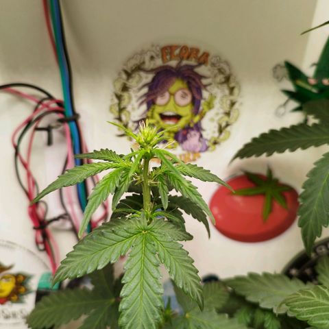 Blueberry Mazar Auto  growlog timeline photo