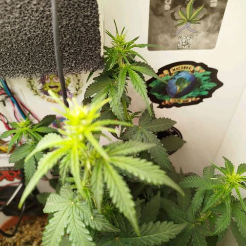 Blueberry Mazar Auto  growlog timeline photo
