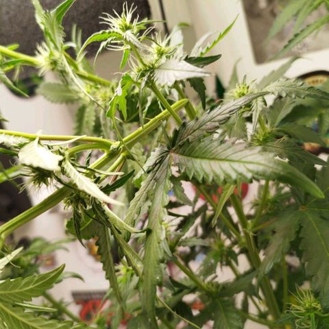 Blueberry Mazar Auto  growlog timeline photo