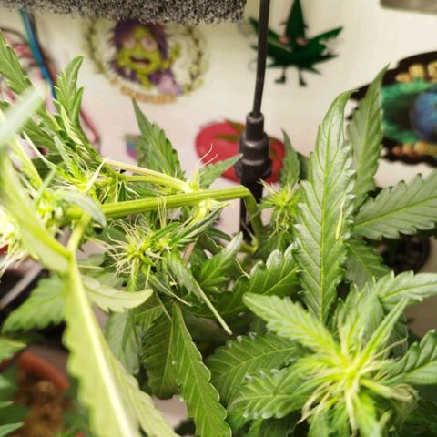 Blueberry Mazar Auto  growlog timeline photo