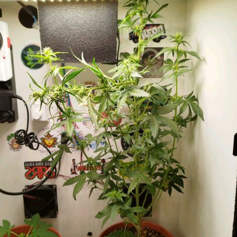 Blueberry Mazar Auto  growlog timeline photo