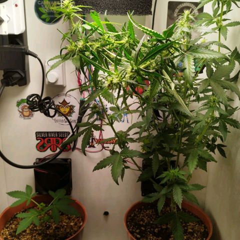 Blueberry Mazar Auto  growlog timeline photo