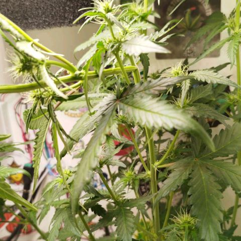 Blueberry Mazar Auto  growlog timeline photo