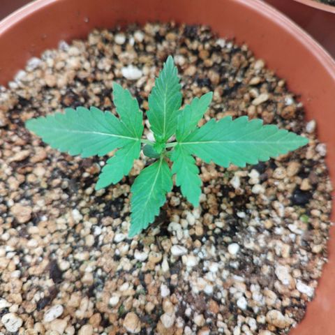 Gorilla Kush  #5 growlog timeline photo