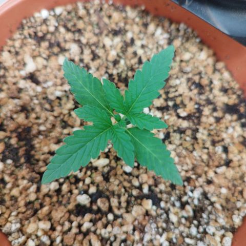 Gorilla Kush  #4 growlog timeline photo