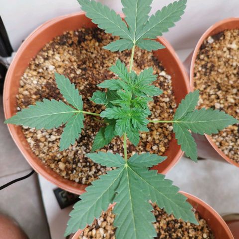 Gorilla Kush #3 growlog timeline photo