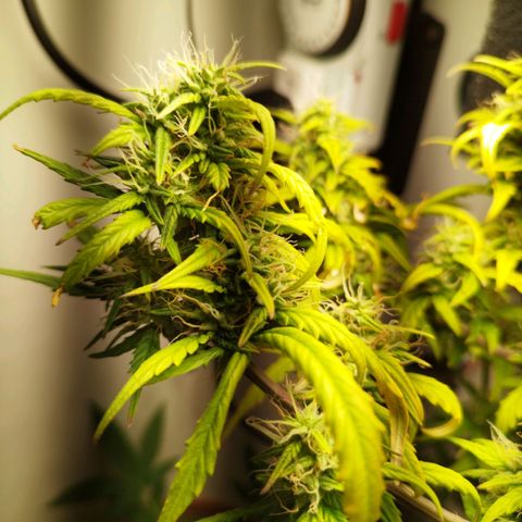 Blueberry Mazar Auto  growlog timeline photo