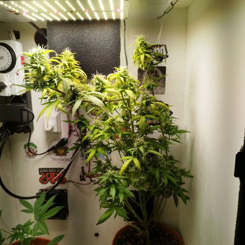 Blueberry Mazar Auto  growlog timeline photo