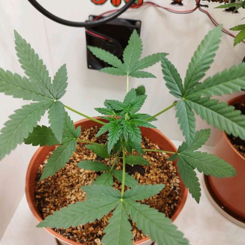 Gorilla Kush  #4 growlog timeline photo