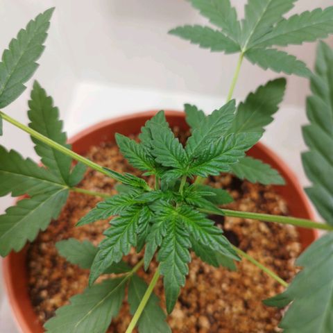 Gorilla Kush  #4 growlog timeline photo