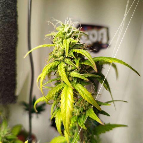 Blueberry Mazar Auto  growlog timeline photo