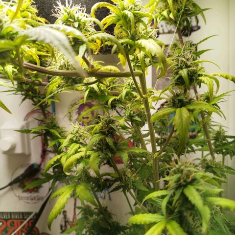 Blueberry Mazar Auto  growlog timeline photo