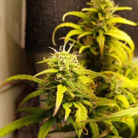 Blueberry Mazar Auto  growlog timeline photo