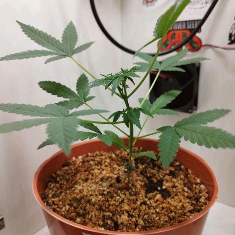 Gorilla Kush  #4 growlog timeline photo